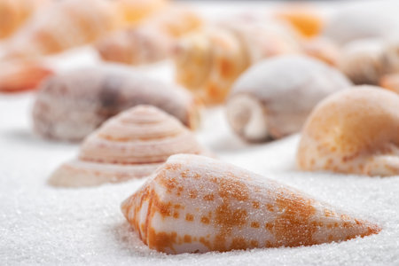 Different seashells on sand. Sea summer vacation background.