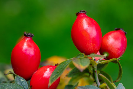 Branches of ripe rose hips in the garden.の写真素材