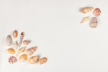 top view of sandy background with seashells.の写真素材