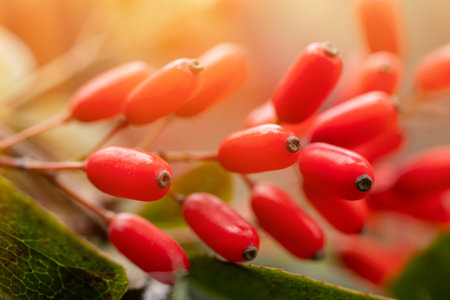 Red barberry berries in the sun in the garden,の写真素材