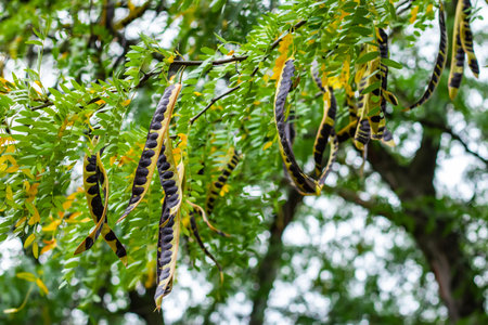 Acacia tree. acacia seed pod on tree in autumnの写真素材