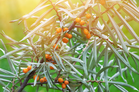 Branch of orange sea buckthorn berries in the garden.の写真素材