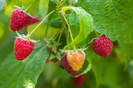 Fresh berries raspberries in a garden close up.