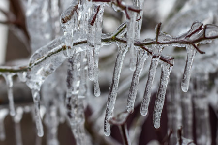 Frozen in the ice tree branches close up.の写真素材