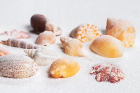 Summer beach. Seashell on the sand. close up.