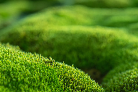 Beautiful green moss on the floor, moss closeup, macro. Beautiful background of moss for wallpaperの写真素材
