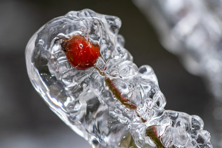 close up with rosehips on a branch covered with ice.の写真素材