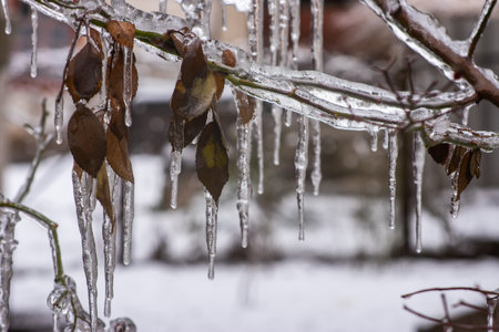 Closeup of icicles hanging from branch coated in ice from a winter ice storm.の写真素材