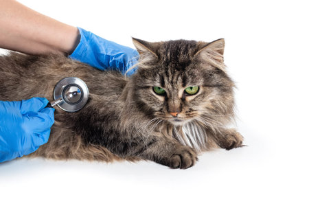 Veterinarian holding stethoscope and check up a Siamese cat stomach that lies on white table....