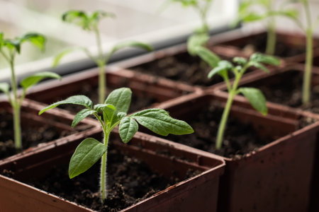 Small seedlings of lettuce growing in cultivation tray,の写真素材