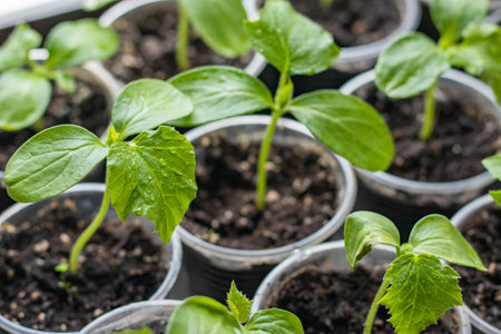 Small seedlings of lettuce growing in cultivation tray,の写真素材