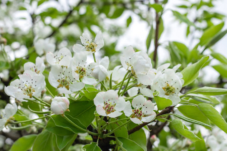 Pear tree blossom close-up. White pear flower on natural backgroundの写真素材