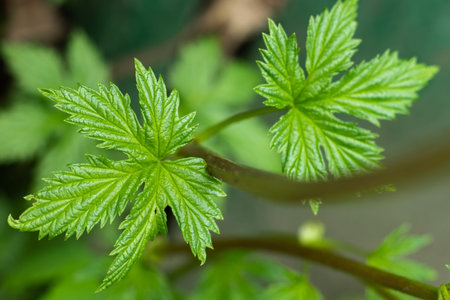 Branch of a young hop with leaves. Ingredient. Herbal medicine