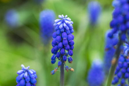 Muscari flowers, Muscari armeniacum, Grape Hyacinths spring flowers blooming in April and may....