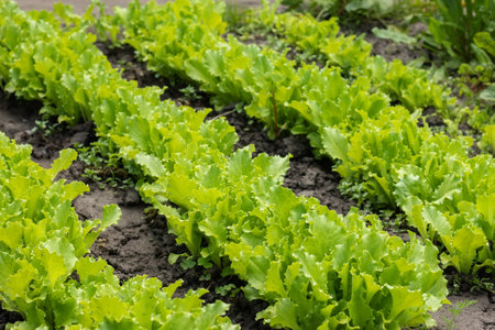 Close up of green lettuce. Concept of healthy lifestyle and dietingの写真素材