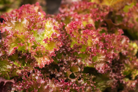 Red lettuce salad leaves in a garden.の写真素材