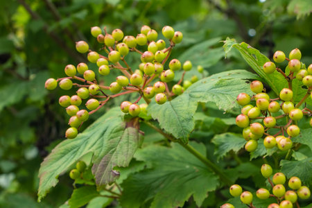 An immature green viburnum berry on a background of blurred green leaveの写真素材