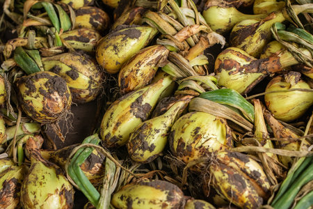 Fresh onion. Freshly dug bulbs. Onions after harvesting are braided fore dry.