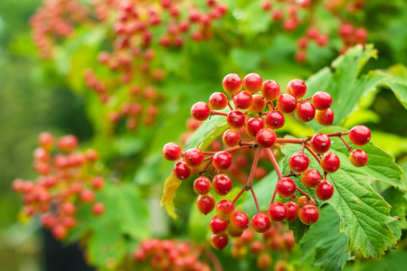 Ripening fruits of viburnum vulgaris. Guelder rose viburnum opulus berries and leaves in the summer...