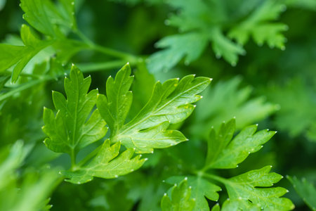 Parsley in the garden. It is grown outdoors in the garden area. Green background of parsley leaves