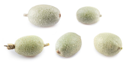 olives Elaeagnus angustifolia on a white background.の写真素材