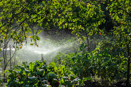 Irrigation System Watering the green grass, blurred background.