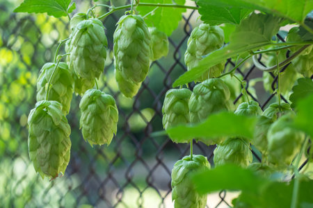 Green fresh hop cones for making beer and bread closeup, agricultural background.の写真素材