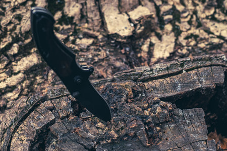 Tactical knife stuck in a tree stump in a forest.の写真素材