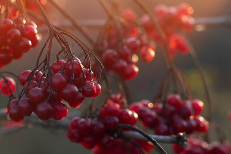 red viburnum berries on a branch in the garden. Ripening fruits of viburnum vulgaris. Guelder rose or viburnum red berries and leaves in the autumn outdoors.の写真素材