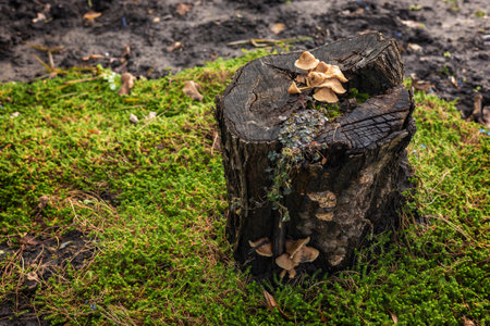 Mushrooms False honey fungus on a stump in a beautiful autumn forest. group fungus in autumn forest with leaves. Wild mushroom on the spruce stump. Autumn time in the forest.の写真素材