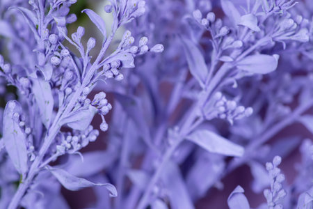 Bush pink colored flowers of Solidago virgaurea European goldenrod or woundwort. It is a medicinal and decorative plantの写真素材