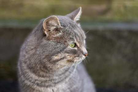 The cat looks to the side and sits on a green lawn. Portrait of a fluffy gray cat with green eyes in nature, close upの写真素材