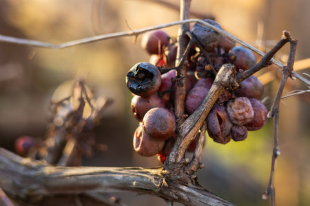 Bunch of ripe grapes with dried berries hanging from the vine. Dry red wine grapes.の写真素材