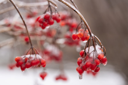 Frosted red berries of Guelder rose. Hoarfrost on Viburnum opulus bunches and branches on cold winter dayの写真素材