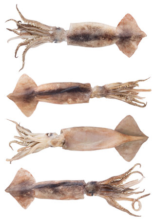 Fresh squid isolated on white background, Squid isolated on white Set or Collection.の写真素材