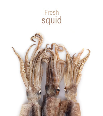 Fresh squid isolated on white background, Squid isolated on white.の写真素材
