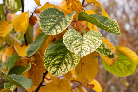 Quince leaves in the garden close up. autumn leaves.の写真素材