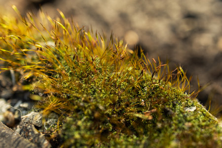 Moss with seed capsules, spore capsules, natural monument macro photo, close-up.の写真素材