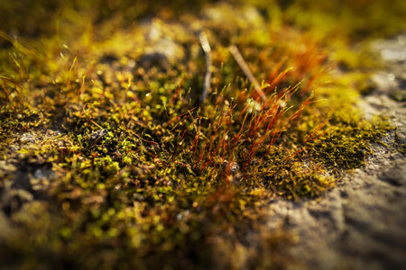 Moss with seed capsules, spore capsules, natural monument macro photo, close-up.の写真素材