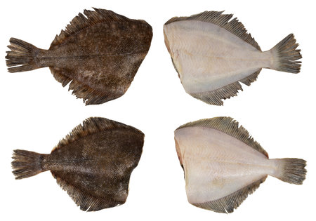 Fresh flounder ready for cooking isolate on white.の写真素材
