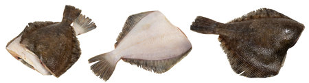 Fresh flounder ready for cooking isolated on white.の写真素材