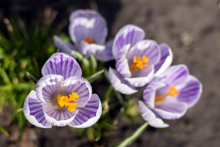 Woodland crocuses Crocus tommasinianus blooming in spring.