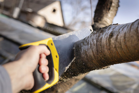 Man sawing handsaw old tree. Man at work. Male hand with a saw.の写真素材