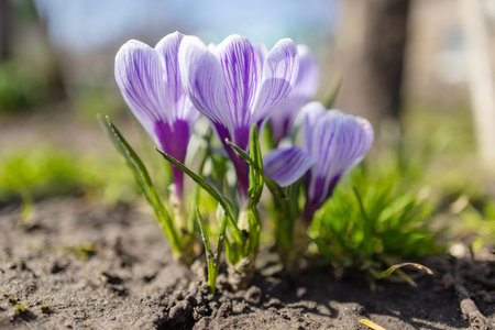 Spring growing flowers and nature that comes alive.の写真素材