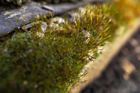 Beautiful Bright Green moss grown up cover the rough stones and on the floor in the forest. Show...