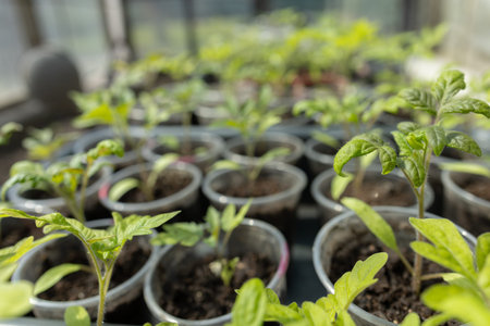 Seedlings on the balcony. Gardening. Shoots and plants, growing, windowsill Selective focus.