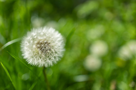 Dandelion bud seeds closeup over a fresh green background.の写真素材