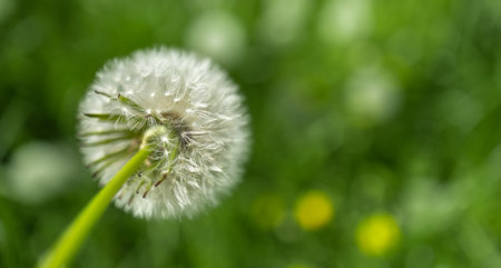 Dandelion bud seeds closeup over a fresh green background.の写真素材