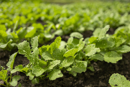 radish plants growing in the greenhouse, radish cultivation.の写真素材
