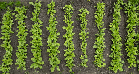 radish cultivation lines in the greenhouse, radish plants ready for harvesting in fertile soil.の写真素材